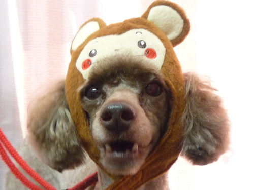 http://pet.e6.valueserver.jp/blog/P1070085.jpg