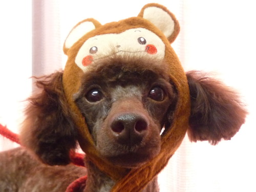 http://pet.e6.valueserver.jp/blog/P1070086.jpg