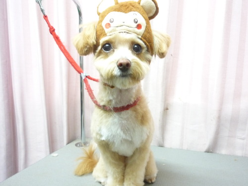 http://pet.e6.valueserver.jp/blog/P1070112.jpg