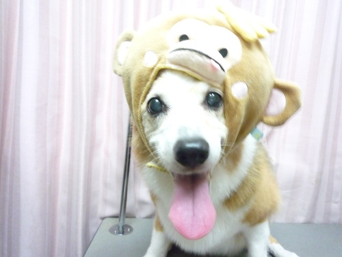 http://pet.e6.valueserver.jp/blog/P1070122.jpg