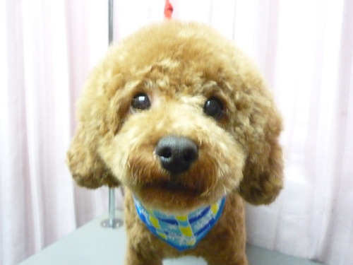 http://pet.e6.valueserver.jp/blog/P1070206.jpg