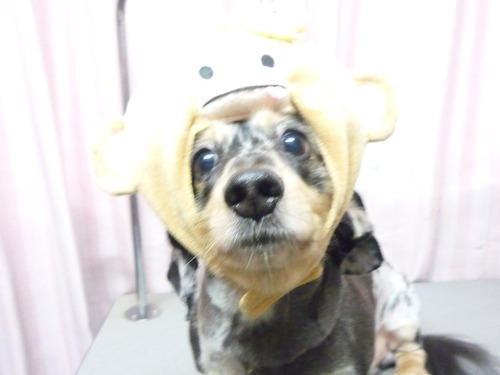 http://pet.e6.valueserver.jp/blog/P1070207.jpg