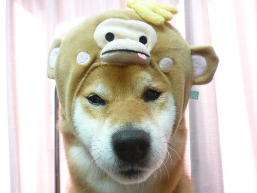 http://pet.e6.valueserver.jp/blog/P1070222.jpg