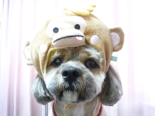 http://pet.e6.valueserver.jp/blog/P1070234.jpg