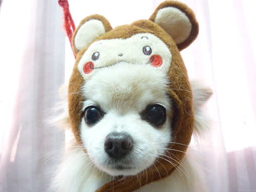 http://pet.e6.valueserver.jp/blog/P1070270.jpg