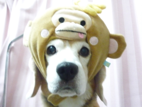 http://pet.e6.valueserver.jp/blog/P1070307.jpg