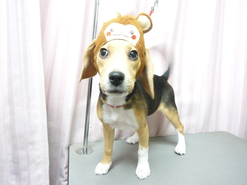 http://pet.e6.valueserver.jp/blog/P1070324.jpg
