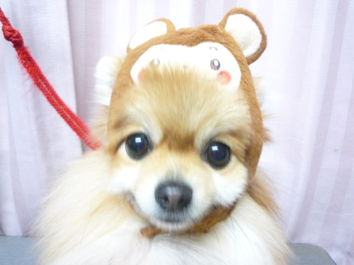 http://pet.e6.valueserver.jp/blog/P1070377.jpg