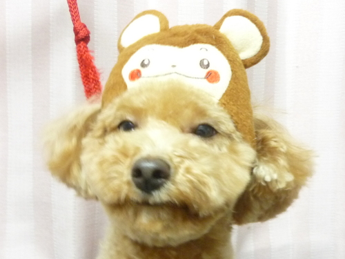 http://pet.e6.valueserver.jp/blog/P1070382.jpg