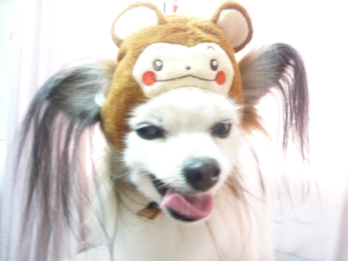 http://pet.e6.valueserver.jp/blog/P1070394.jpg