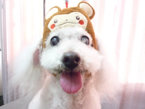 http://pet.e6.valueserver.jp/blog/P1070444.jpg