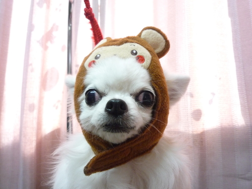 http://pet.e6.valueserver.jp/blog/P1070462.jpg