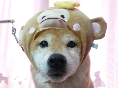 http://pet.e6.valueserver.jp/blog/P1070468.jpg