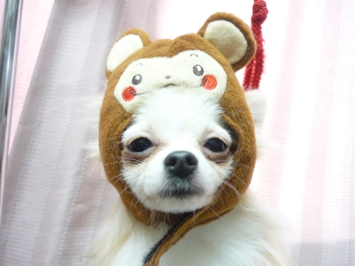 http://pet.e6.valueserver.jp/blog/P1070509.jpg