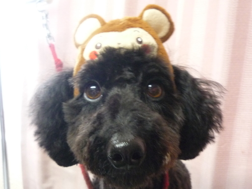 http://pet.e6.valueserver.jp/blog/P1070573.jpg