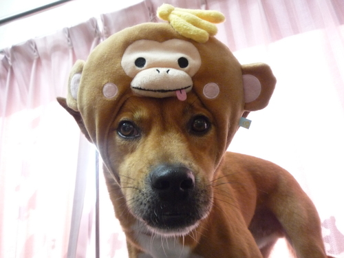 http://pet.e6.valueserver.jp/blog/P1070619.jpg