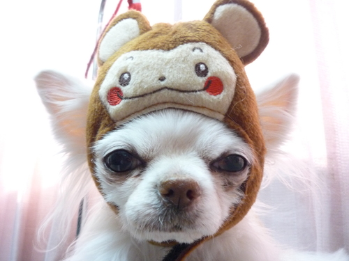 http://pet.e6.valueserver.jp/blog/P1070659.jpg