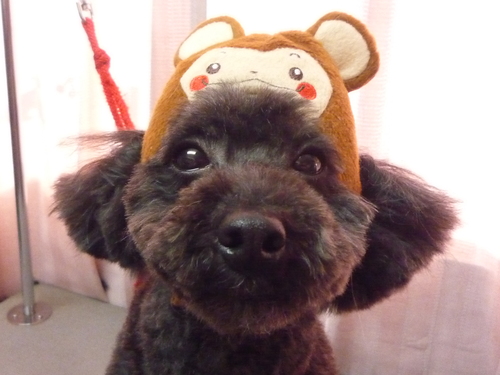 http://pet.e6.valueserver.jp/blog/P1070666.jpg