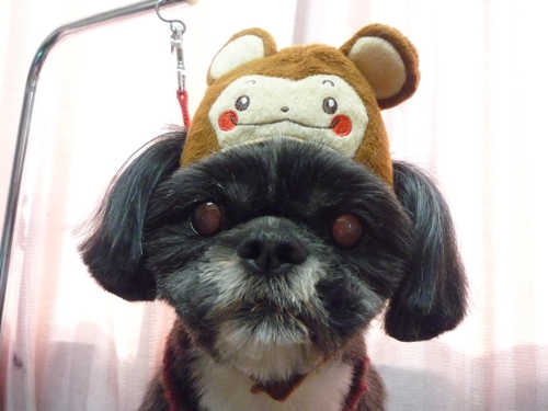 http://pet.e6.valueserver.jp/blog/P1070670.jpg