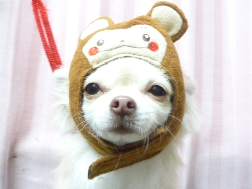 http://pet.e6.valueserver.jp/blog/P1070725.jpg