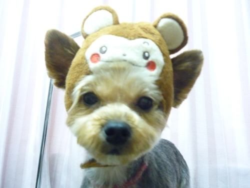 http://pet.e6.valueserver.jp/blog/P1070785.jpg