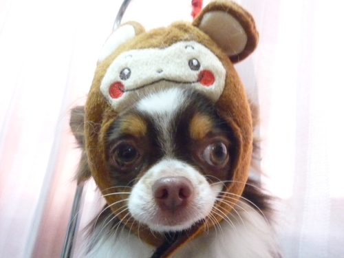 http://pet.e6.valueserver.jp/blog/P1070870.jpg
