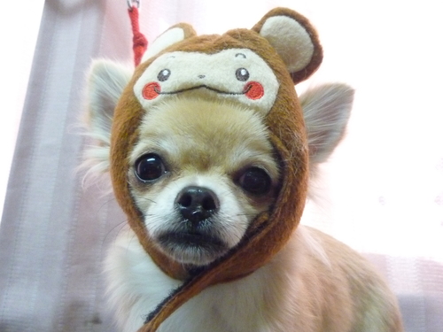 http://pet.e6.valueserver.jp/blog/P1070872.jpg