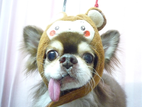 http://pet.e6.valueserver.jp/blog/P1070923.jpg