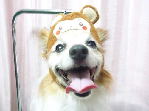 http://pet.e6.valueserver.jp/blog/P1070957.jpg