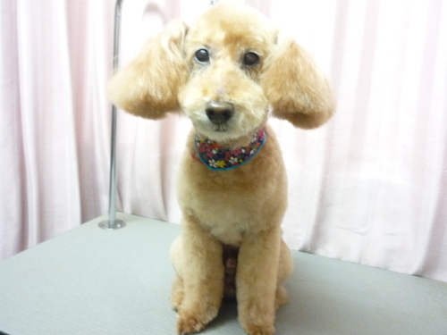 http://pet.e6.valueserver.jp/blog/P1070964.jpg