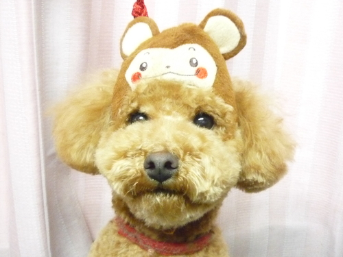 http://pet.e6.valueserver.jp/blog/P1070997.jpg