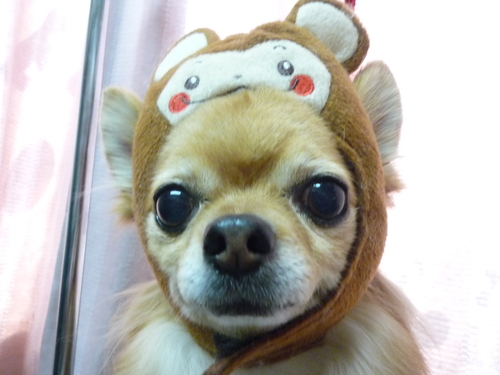 http://pet.e6.valueserver.jp/blog/P1070998.jpg