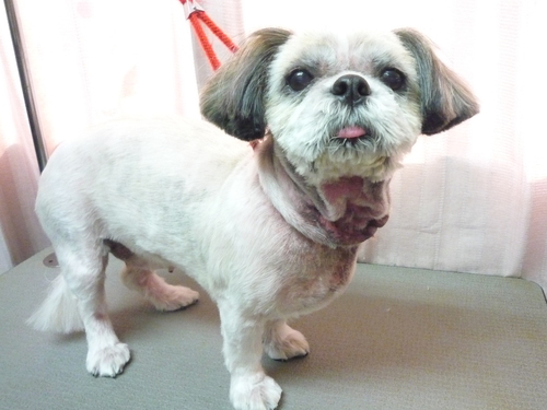 http://pet.e6.valueserver.jp/blog/P1080049.jpg