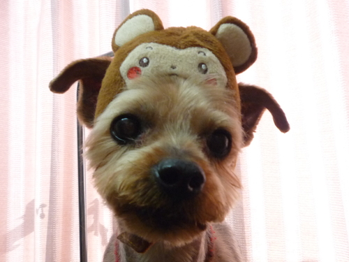 http://pet.e6.valueserver.jp/blog/P1080068.jpg
