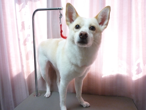 http://pet.e6.valueserver.jp/blog/P1080100.jpg