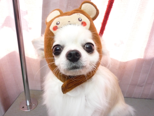 http://pet.e6.valueserver.jp/blog/P1080106.jpg