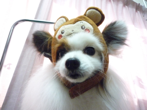 http://pet.e6.valueserver.jp/blog/P1080111.jpg