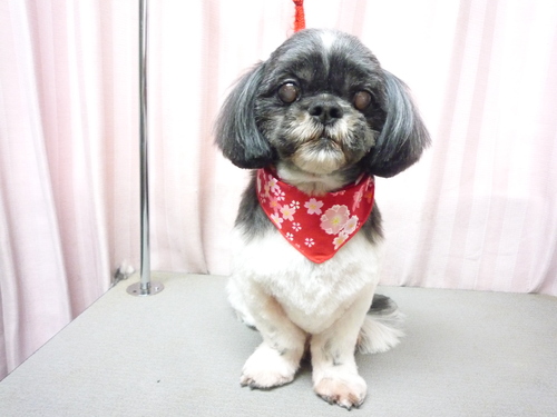 http://pet.e6.valueserver.jp/blog/P1080139.jpg
