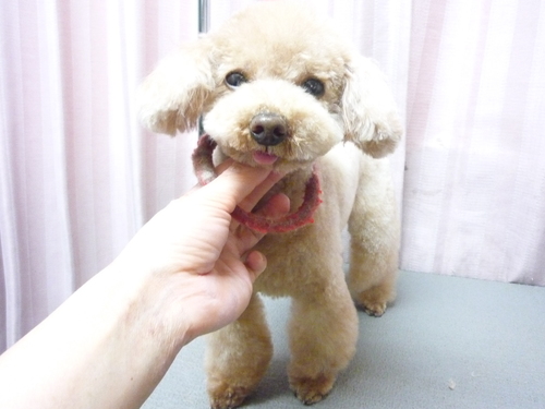 http://pet.e6.valueserver.jp/blog/P1080168.jpg