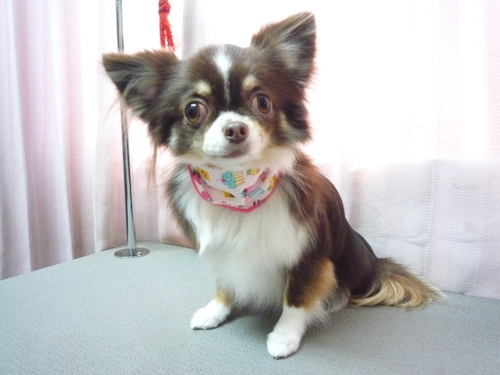 http://pet.e6.valueserver.jp/blog/P1080222.jpg