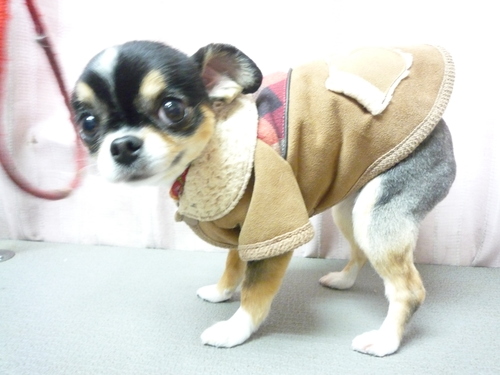 http://pet.e6.valueserver.jp/blog/P1080228.jpg