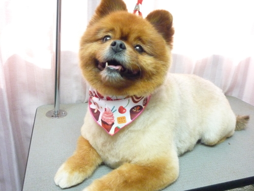 http://pet.e6.valueserver.jp/blog/P1080237.jpg