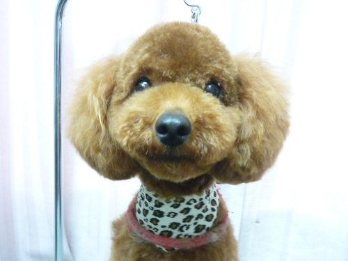 http://pet.e6.valueserver.jp/blog/P1080297.jpg
