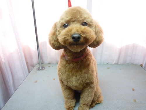 http://pet.e6.valueserver.jp/blog/P1080326.jpg