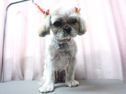 http://pet.e6.valueserver.jp/blog/P1080398.jpg
