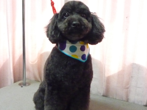 http://pet.e6.valueserver.jp/blog/P1080426.jpg