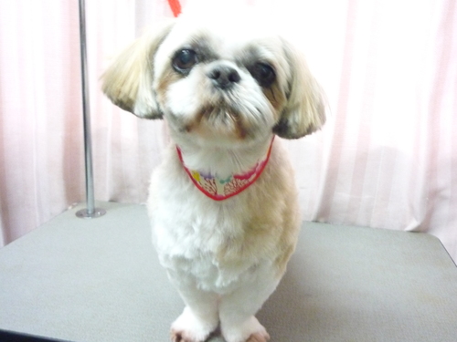 http://pet.e6.valueserver.jp/blog/P1080434.jpg