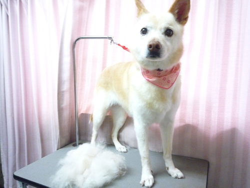 http://pet.e6.valueserver.jp/blog/P1080559.jpg