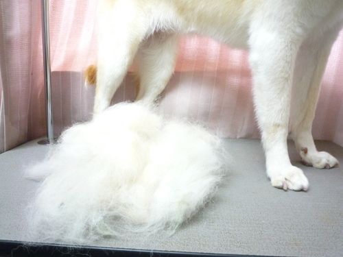 http://pet.e6.valueserver.jp/blog/P1080560.jpg
