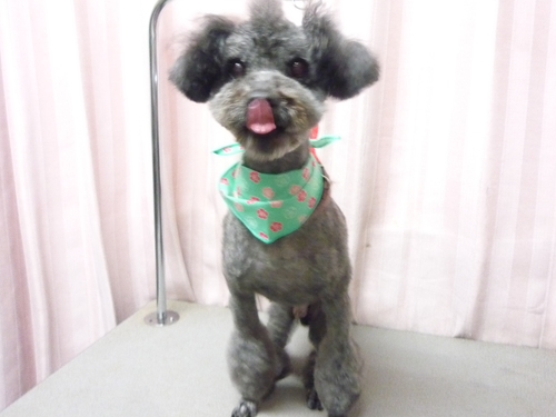 http://pet.e6.valueserver.jp/blog/P1080574.jpg